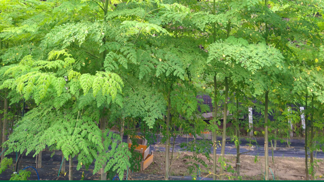奇跡の木・モリンガ|上郡町特産の驚異の栄養と活用術