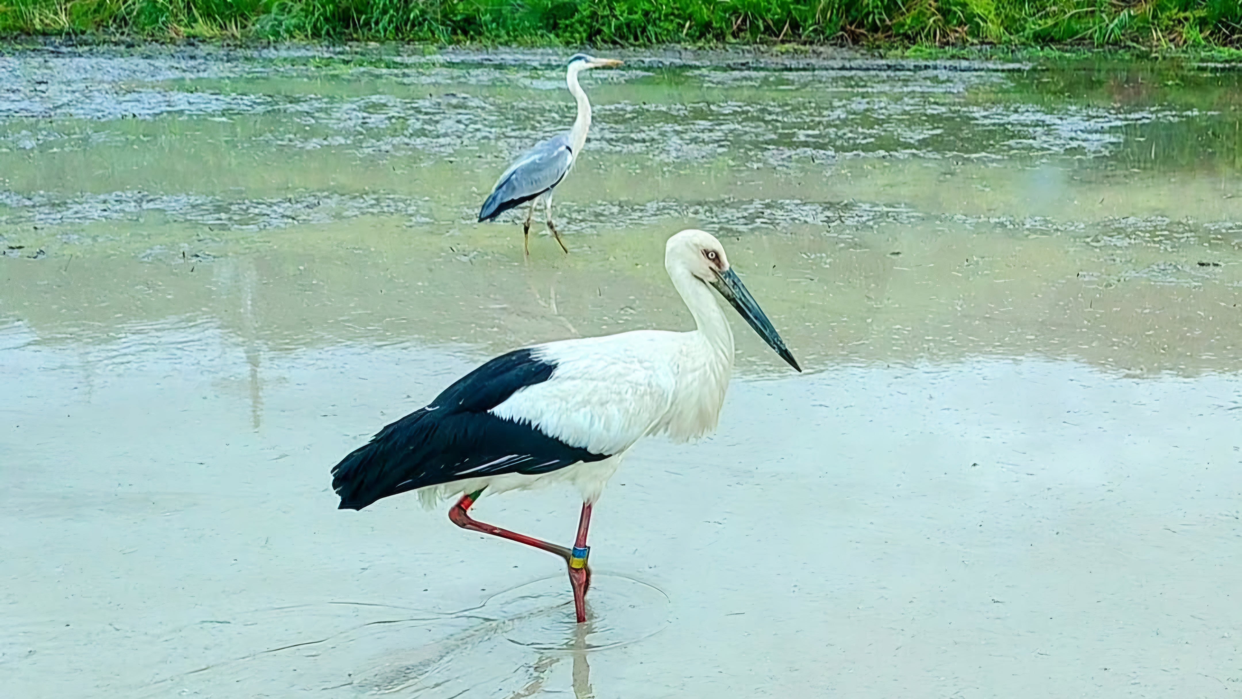 上郡町でコウノトリ観察!ヒナもすくすく成長中