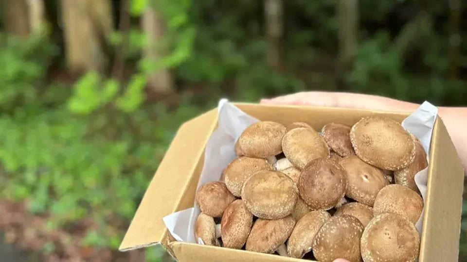 兵庫アグリシステム株式会社の肉厚菌床しいたけ|保存&バター醤油焼きレシピ